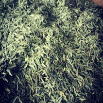 准河源头野山茶绿茶玉叶