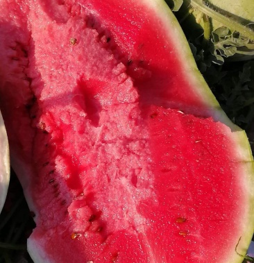 西瓜金城8号双红瓤石头瓜产地直销专业团队为你一条龙服