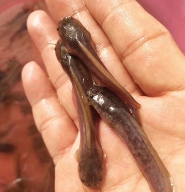 本地塘鲺 三黄塘角鱼苗