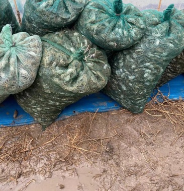 盘锦精品优质蟹苗.扣蟹