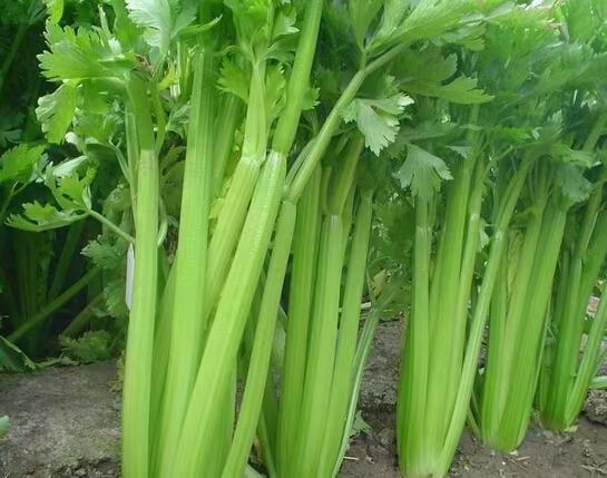 芹菜与蒜苗套种实景图