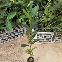 帝王芭乐苗番石榴苗