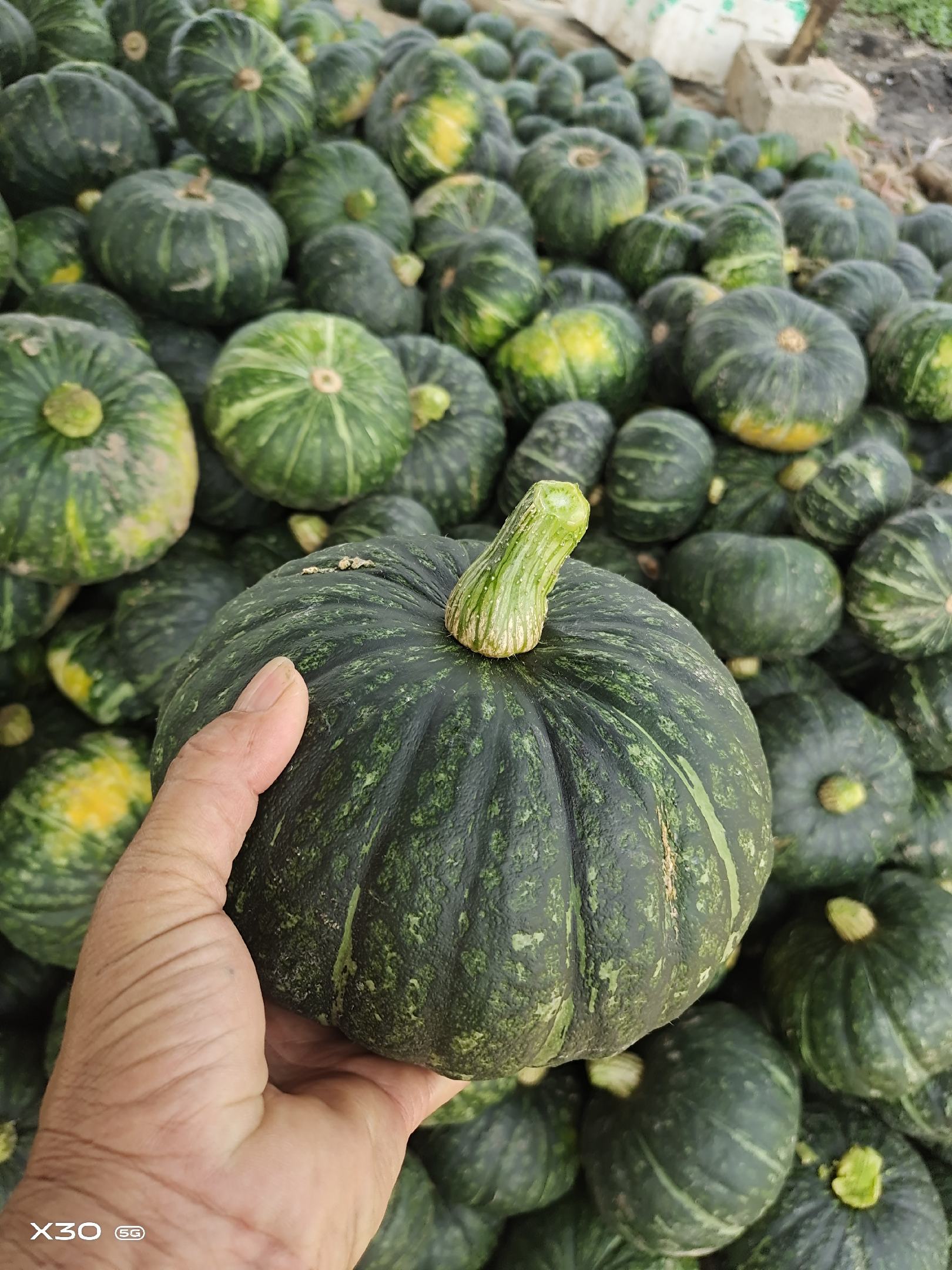 [老南瓜批发]金韩蜜本,,,,,,,,,,,,,,,,.,,,,,,价格0.