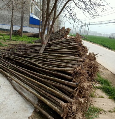 桐树苗,桐树树根质量很好保证质量