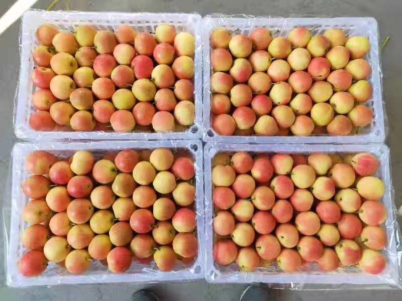 辽宁海城南果梨核心产区标准化采摘现场,突出果实天然果粉、短果枝着生特征及人工精采作业规范 南果梨采摘实景:果农手持特制软垫采收篮,轻摘带果柄南果梨,果实表皮覆有天然蜡质层与细微白霜,枝头可见少量未摘果实及典型短果枝形态