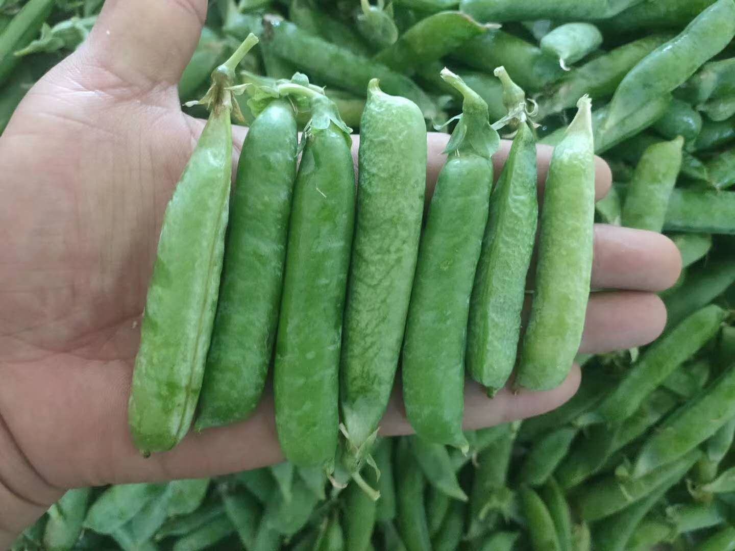 新鲜采摘的糖荚豌豆与雪豆