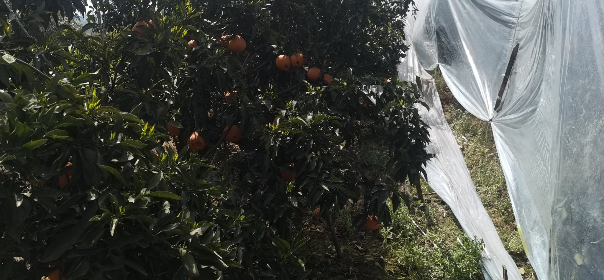 青见柑桔现代化生产基地实景:展现规模化、设施化、标准化种植场景,突出智慧灌溉、生态防控与采后预冷一体化管理 四川丹棱标准化青见柑桔果园航拍图:连片坡地果园整齐划一,树冠浓绿,部分果树挂满橙黄果实,田间铺设滴灌管道与防草布,远处可见分选包装车间