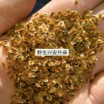 升麻种子，优质兴安升麻种子