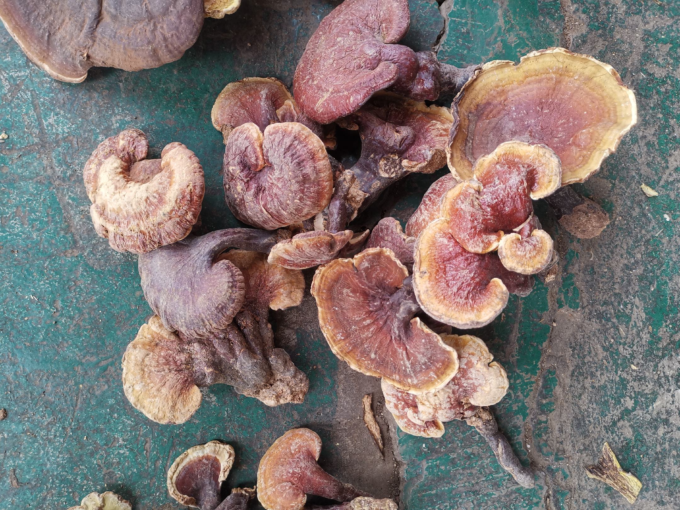 赤灵芝新鲜子实体特写