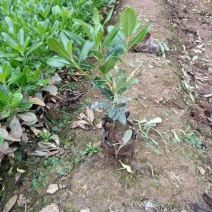 陕西优质海桐出售欢迎咨询