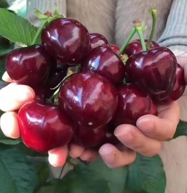 山东临朐大樱桃熟了自家种植有需要的可以联系我