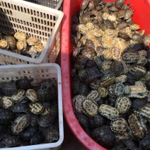 🐢类，巴西龟，草龟，老甲鱼，各种品种欢迎咨询