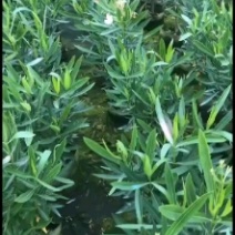 佛山粉花夹竹桃基地直销，开花盆栽，基地直发