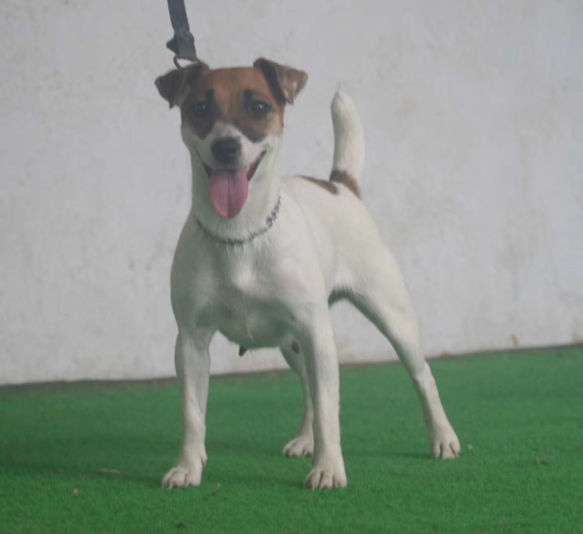 博美犬好奇地嗅着一串青提