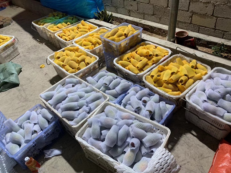 贵妃芒智能化分选包装线工作场景,突出光学检测、多级分选、气调保鲜装箱全流程 贵妃芒现代化分选包装车间实景:全自动输送线将果实送入光学检测舱,屏幕实时显示糖度、红晕面积、缺陷坐标;分选后按S/M/L/XL四级落槽,工人进行人工复检与气调托盘装箱