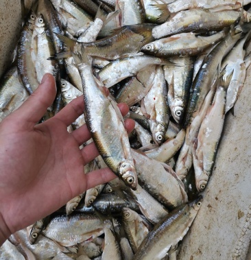 大白条/蓝刀10-15公分