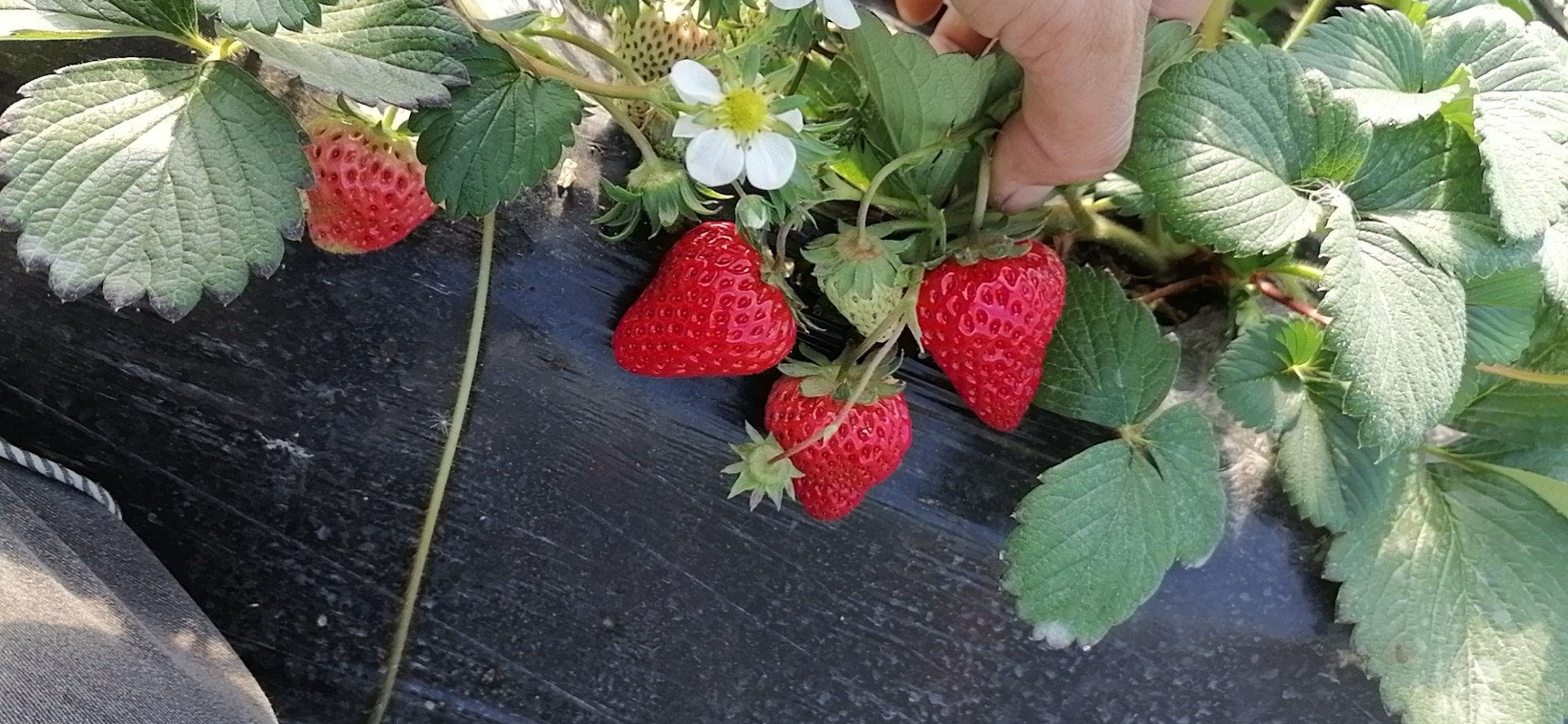 奶油草莓田间生长场景