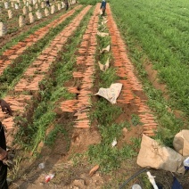可种植水稻、西瓜、草莓地出租（土地肥沃、设备齐全、）