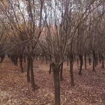 精品黄栌8～12公分量大