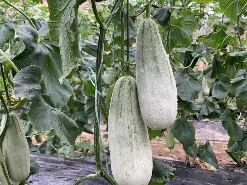 成熟采摘期的苏蜜518羊角蜜甜瓜特写