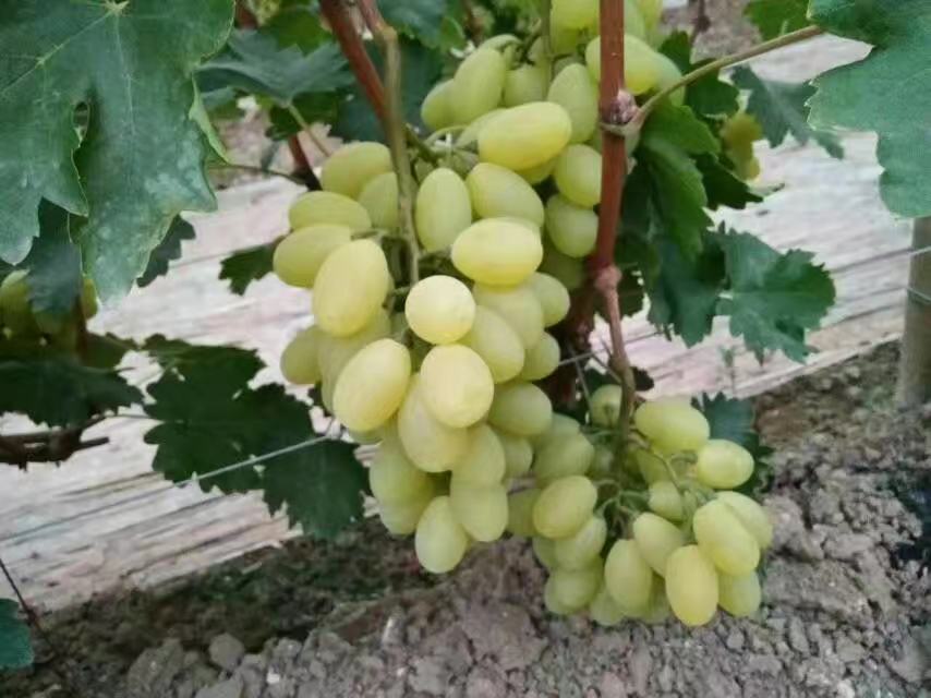 一串成熟的维多利亚葡萄挂在藤上,果粒饱满、呈金黄色,表面覆盖一层天然果粉,背景为绿叶和阳光透过叶片的光影效果,展现自然生长环境 维多利亚葡萄成熟果穗特写