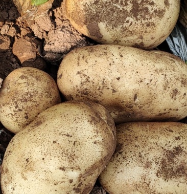 [丽薯六号土豆批发]丽薯白皮白心质量保证价格0.35元/斤 - 一亩田