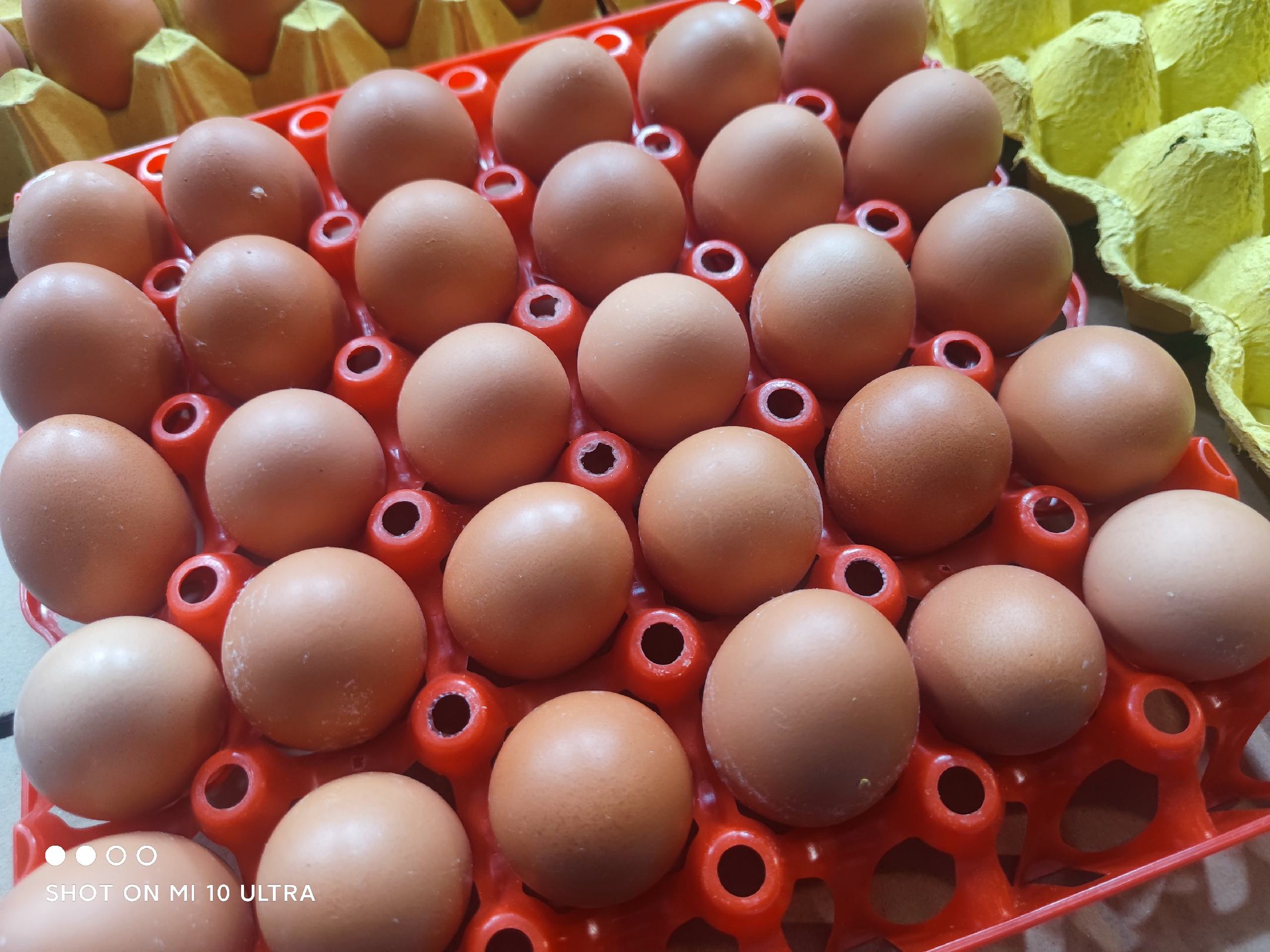 [鸡蛋批发]初生蛋 初生小鸡蛋 预售 要货提前协商,多少量和价格协商