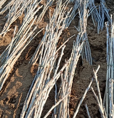 马哈利根大樱桃树苗桃树苗