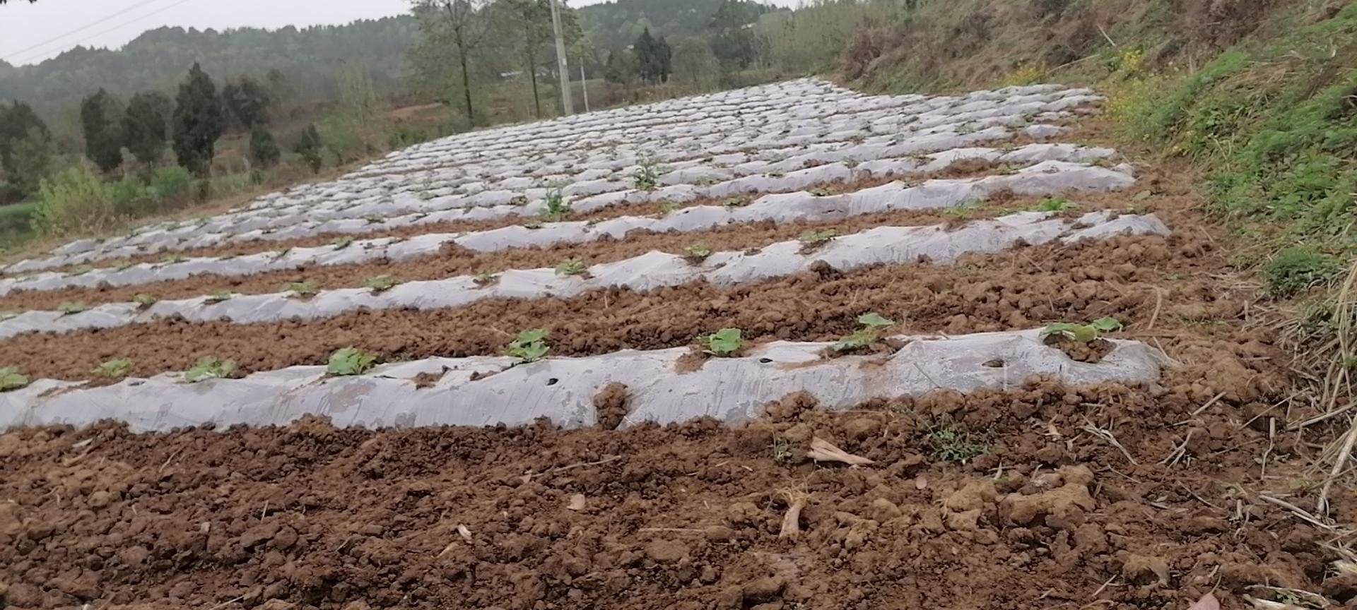 云南建水县奶油南瓜连片种植基地,无人机航拍视角下整齐划一的垄作田块,覆盖银灰色地膜,植株生长旺盛,藤蔓呈扇形展开,部分果实已坐果并显露金黄色表皮 奶油南瓜种植基地航拍图