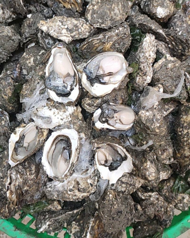 广东深海蚝牡蛎全壳批发半壳加工生蚝网红潮州蚝大量批发