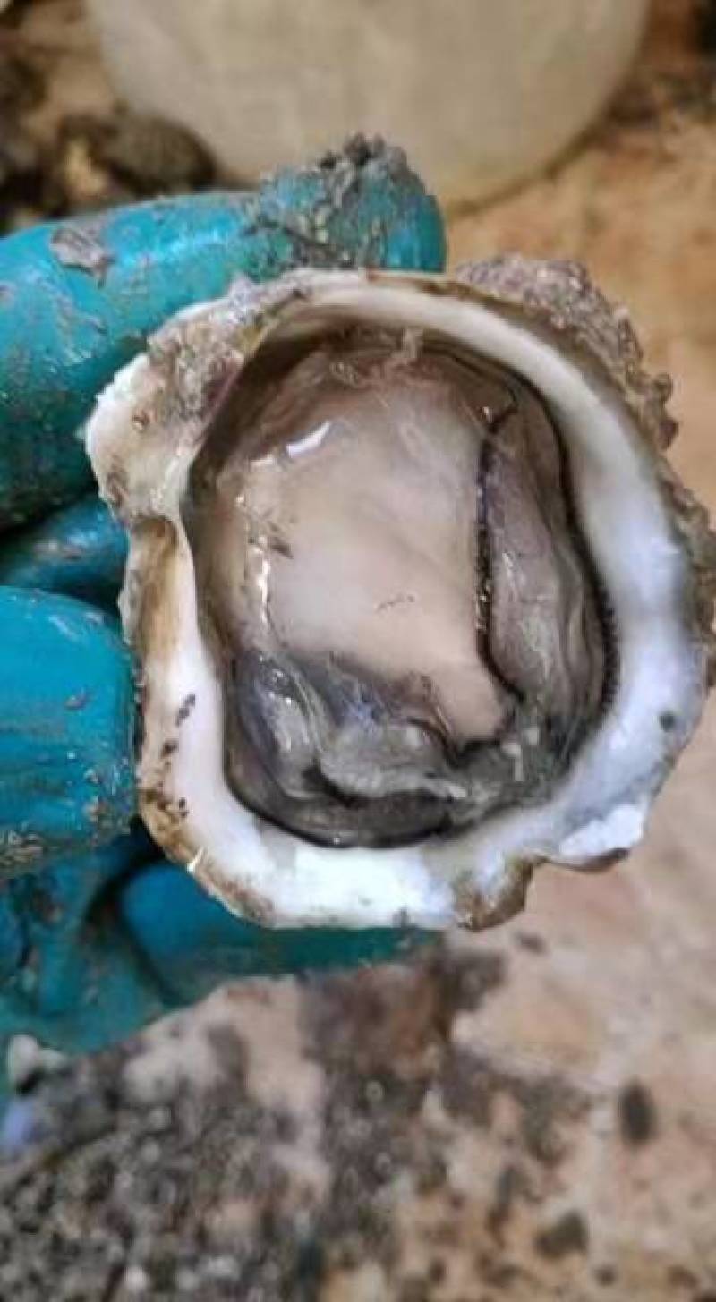 广东深海蚝牡蛎全壳批发半壳加工生蚝网红潮州蚝大量批发