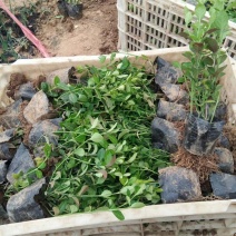 营养杯小叶扶芳藤，爬行苇茅，小叶扶芳藤，爬行卫矛，