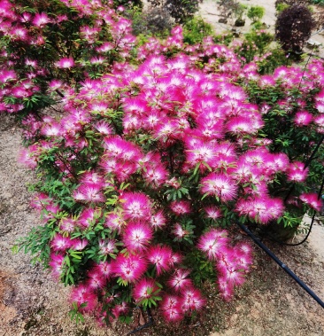 香水合欢,绿化工程苗木种植销售,基地直销