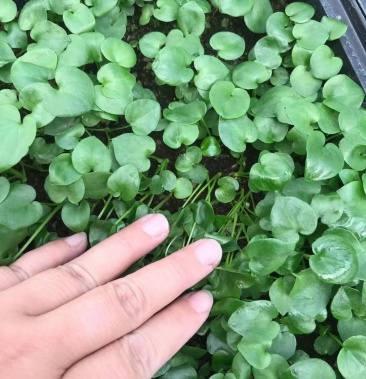 广州苗圃直供优质春羽苗盆栽花卉室内常绿植物