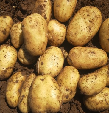 广西土豆荷兰十五基地直供电商超市市场代发全国批发市场.