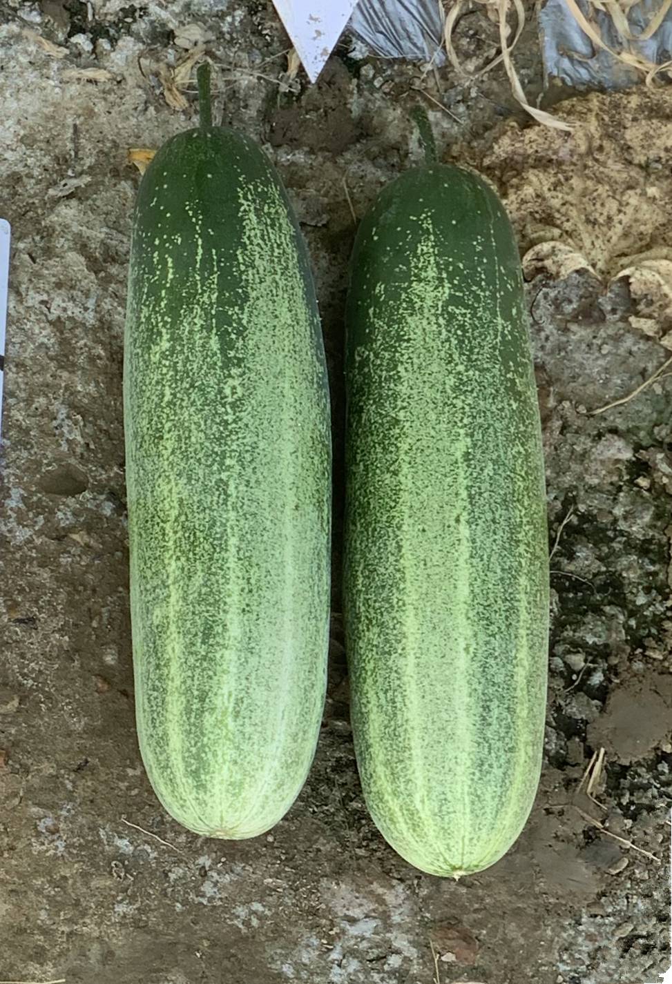 旱黄瓜种子荷兰全雌节节有瓜水果黄瓜种孑小黄瓜种籽