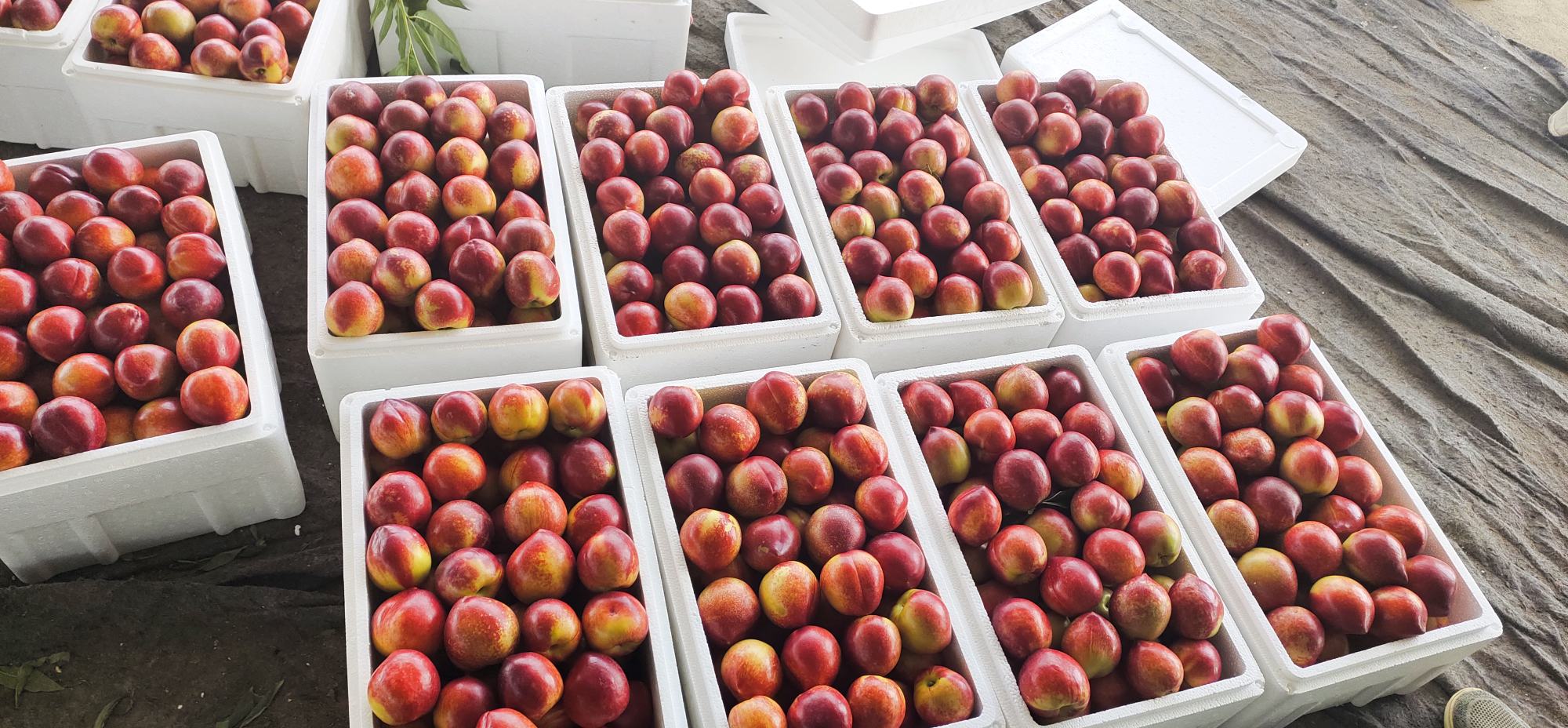 一群果农正在果园中手工采摘成熟的中油3号油桃,果实整齐摆放在塑料筐中,背景有工人进行分级筛选和泡沫网套包裹,准备装箱发货,体现标准化采收流程 中油3号油桃采摘与包装场景图