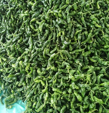 广西钦州农产品鲜辣椒代收