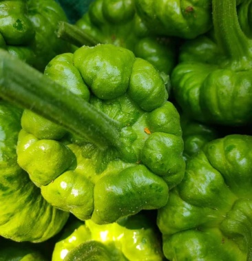 玉溪姜柄瓜丫丫瓜欢迎各位农业界大佬来电采购