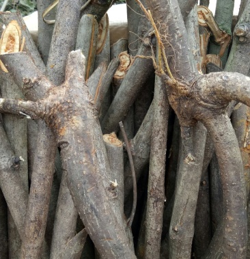 野生无硫中药材双钩藤