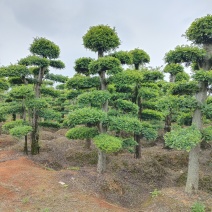 造型榔榆桩景，景康园林