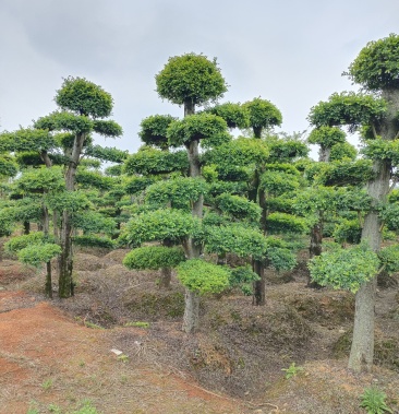 造型榔榆桩景景康园林