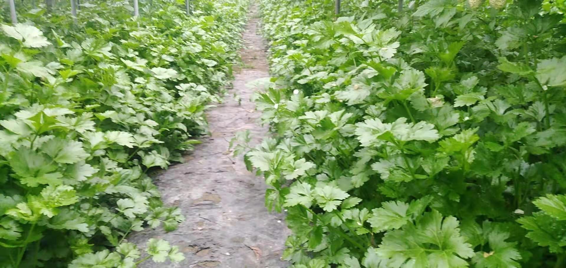 显示一片整齐的芹菜幼苗田,植株具有2-3片真叶,农民正在手工间苗,土壤湿润疏松,背景可见灌溉管道和遮阳设施 芹菜幼苗期田间管理场景