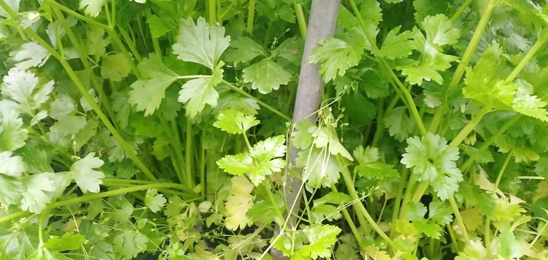 香芹植株特写