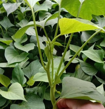 烟薯25号蜜薯苗原种苗脱毒苗糖心蜜薯苗产地直达基地育苗