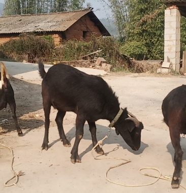 黑山羊山羊55一公斤只有2只不刀