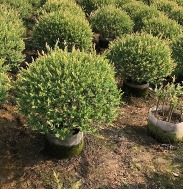 美植袋彩叶杞柳精品球/3年毛球