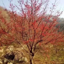 河南南阳供应山茱萸，丛生，独杆山茱萸