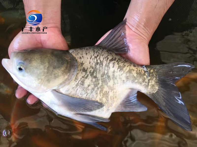 优质缩骨大头鱼 成活率高 投入低收益高 全国发货