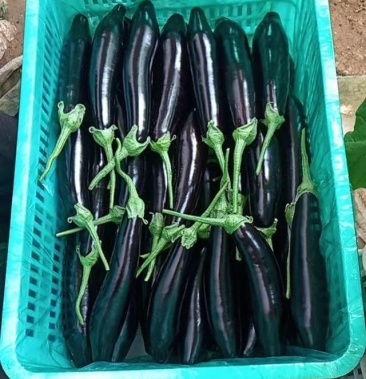 长年供货精品长茄702